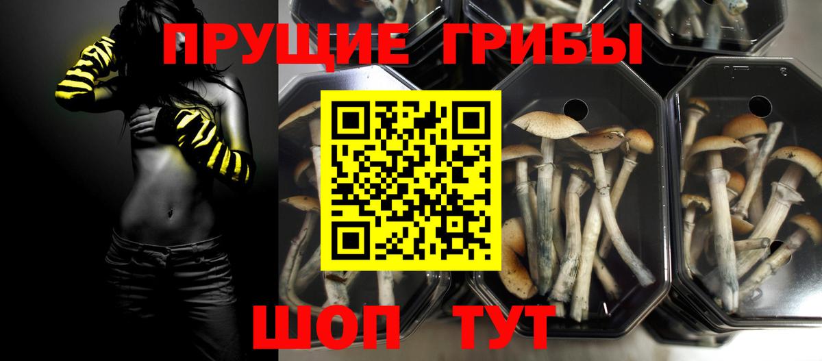 Галлюциногенные грибы GOLDEN TEACHER Нижнеудинск